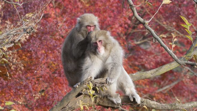 Life Story season 1 episode 5 on Discovery Plus