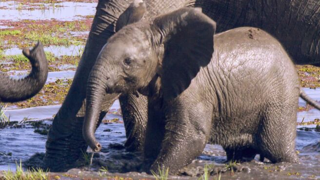 Great Parks of Africa season 1 episode 6 on Discovery Plus