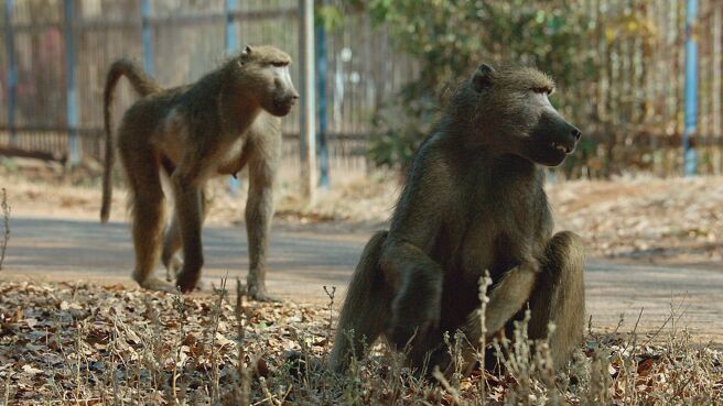 Gangs Of Baboon Falls season 1 episode 3 on Discovery Plus