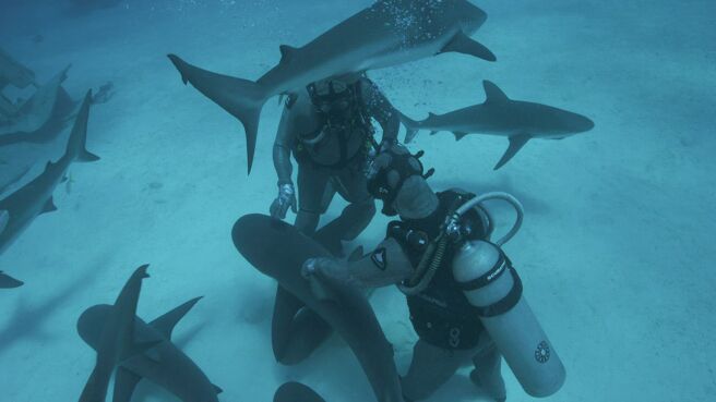 Expedition Unknown: Shark Trek season 1 episode 1 on Discovery Plus