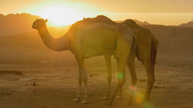 Arabian Inferno season 1 episode 3 on Discovery Plus
