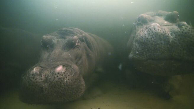 Natural World: Hippos - Africa's River Giants season 1 episode 1 on Discovery Plus