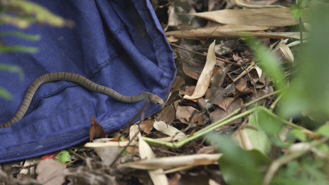 Aussie Snake Wranglers season 3 episode 7 on Discovery Plus
