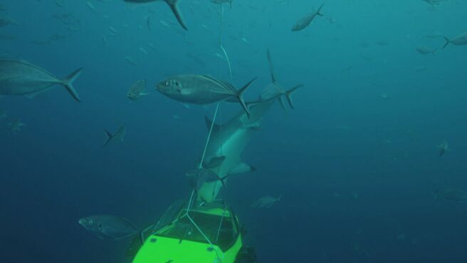 Shark Week's 50 Best Bites season 1 episode 1 on Discovery Plus