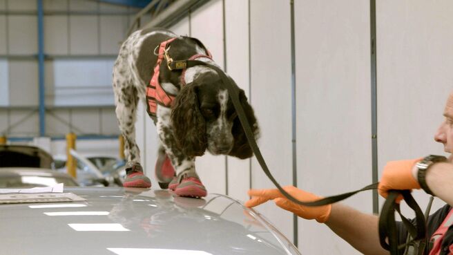 Dog Detectives season 1 episode 4 on Discovery Plus