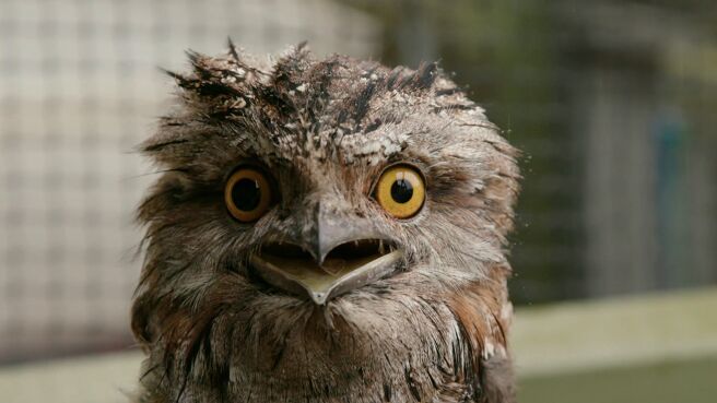 Crikey! It's the Irwins season 2 episode 3 on Discovery Plus