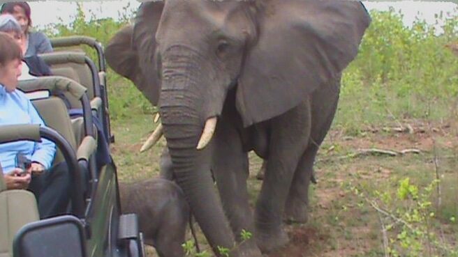 Epic Animal Encounters season 1 episode 20 on Discovery Plus