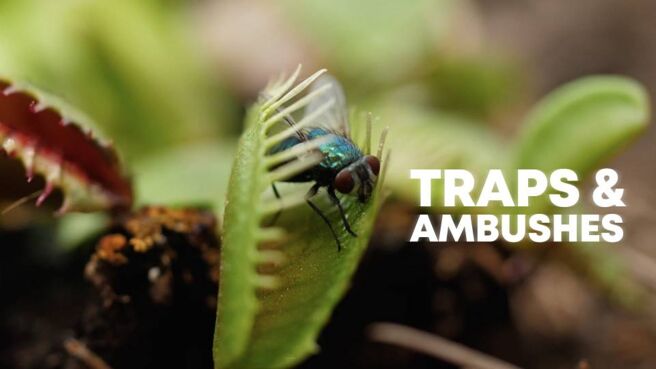Traps & Ambushes on Discovery Plus