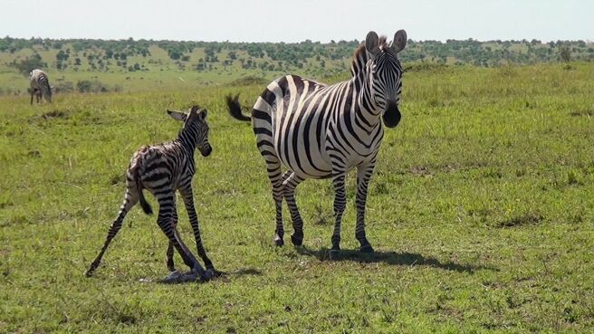 Amazing Africa season 1 episode 1 on Discovery Plus