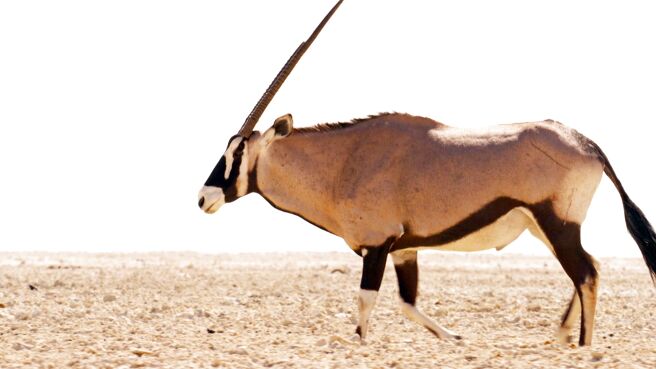 Mammals season 1 episode 5 on Sony LIV