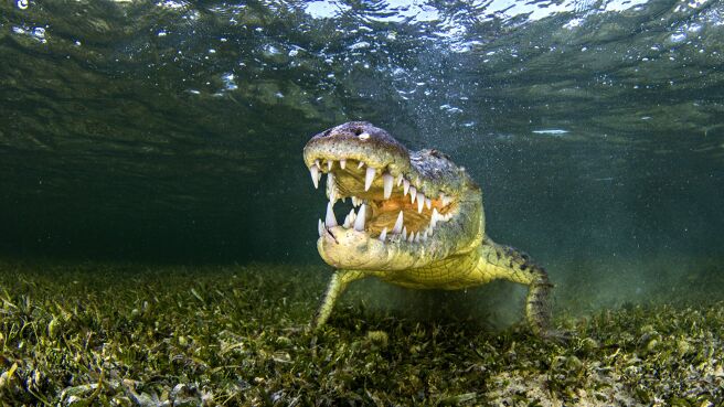 Man-Eating Super Croc season 1 episode 1 on Discovery Plus