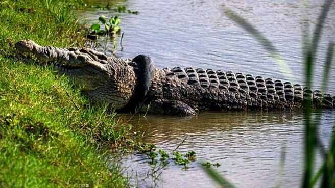 Impossible Croc Rescue season 1 episode 1 on Discovery Plus