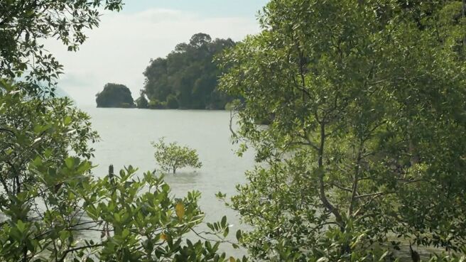 Jungle Planet season 1 episode 3 on Discovery Plus