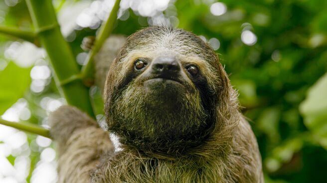 The Green Planet season 1 episode 1 on Discovery Plus
