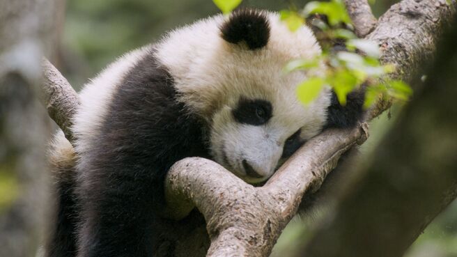 China's Wild Secrets season 1 episode 1 on Discovery Plus