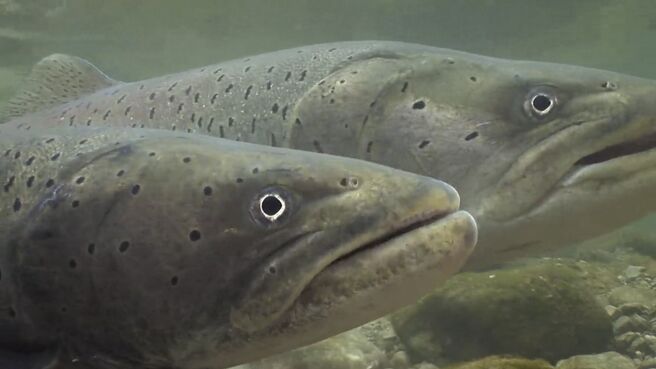 Amur: Asia's Amazon season 1 episode 3 on Discovery Plus