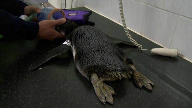 Meet The Penguins season 1 episode 7 on Discovery Plus