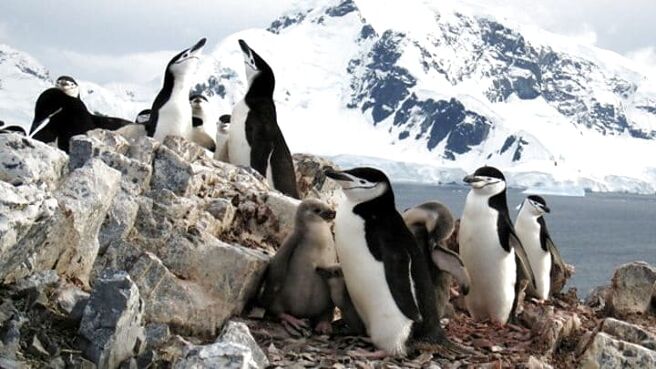 Planet Earth season 1 episode 6 on Sony LIV