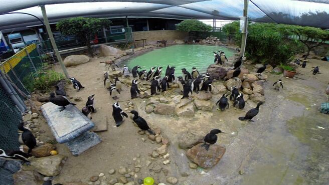 Meet The Penguins season 1 episode 4 on Discovery Plus