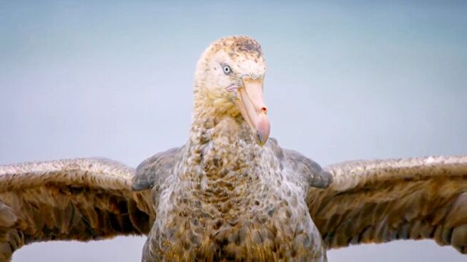 Predator Countdown season 1 episode 4 on Discovery Plus