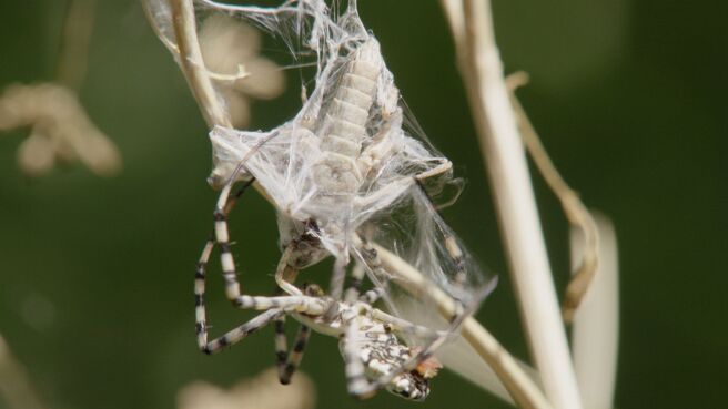 Traps & Ambushes season 1 episode 1 on Discovery Plus