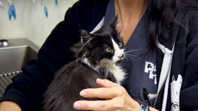 Dr. Jeff: Rocky Mountain Vet season 2 episode 1 on DiscoveryPlus