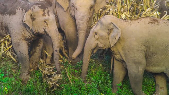 March Of The Elephants season 1 episode 1 on DiscoveryPlus