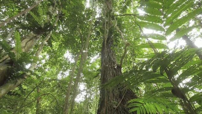 Jungle Planet season 1 episode 25 on Discovery Plus