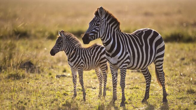 Life Story season 1 episode 6 on Discovery Plus