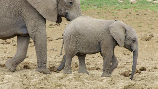 Great Parks of Africa on Discovery Plus