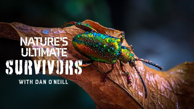 Nature's Ultimate Survivors on Discovery Plus
