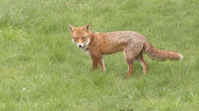 Saving Britain's Wildlife season 1 episode 8 on Discovery Plus