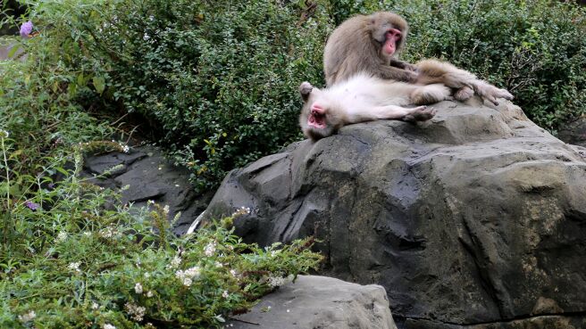 The Zoo season 3 episode 9 on DiscoveryPlus