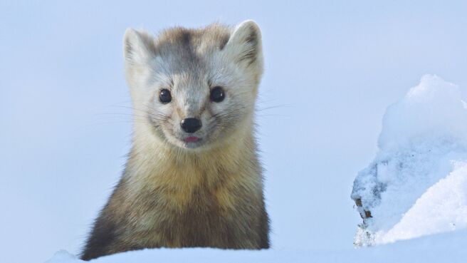 China's Wild Secrets season 1 episode 4 on Discovery Plus