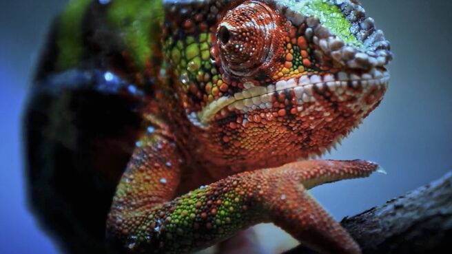 Just Animals season 2 episode 3 on Discovery Plus