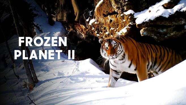Frozen Planet on Sony LIV