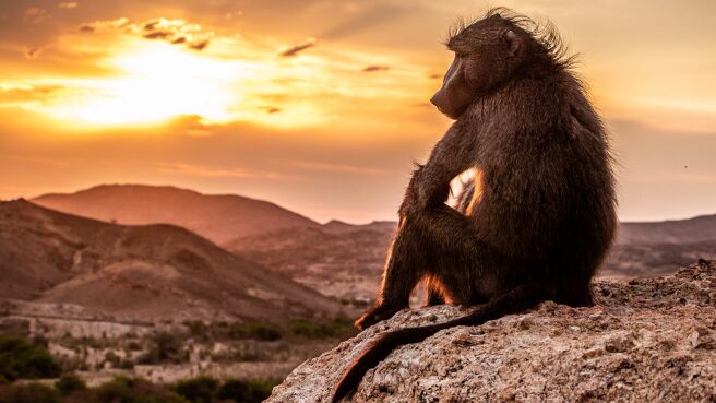 Planet Earth III season 1 episode 3 on Discovery Plus