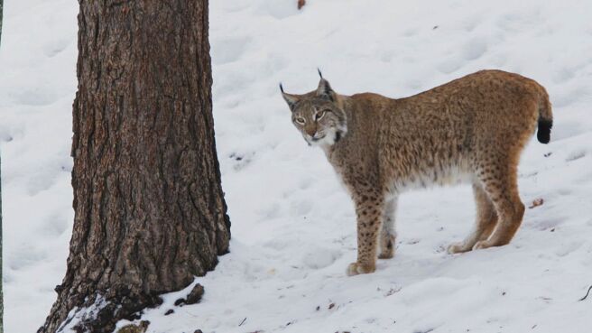The Queen in the North season 1 episode 1 on Discovery Plus