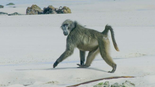 Great Parks of Africa season 1 episode 2 on Discovery Plus