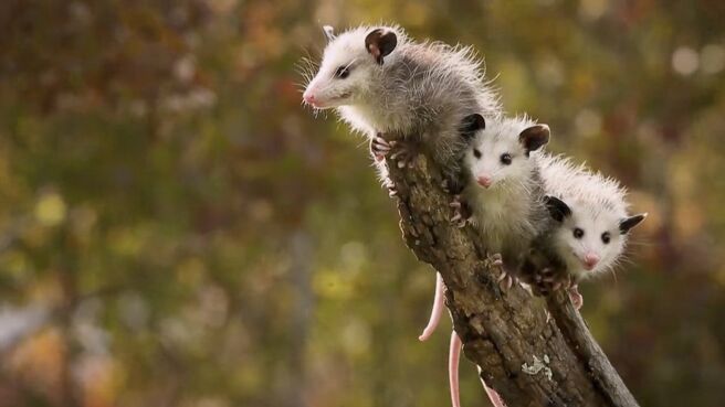 Just Animals season 2 episode 6 on Discovery Plus