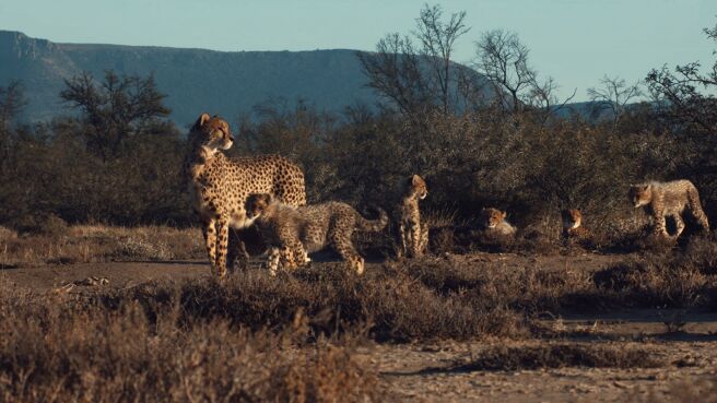 A Cheetah's Pride on Discovery Plus