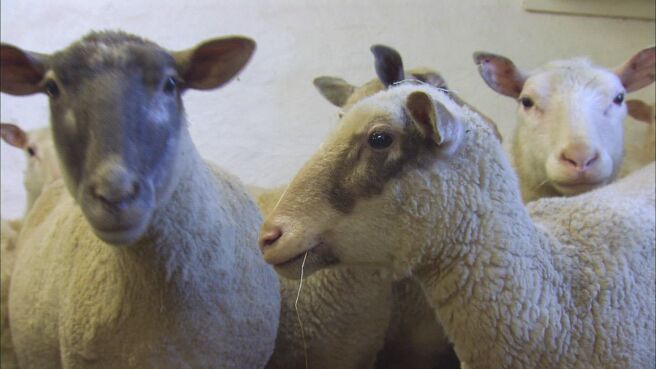 Epic Animal Encounters season 1 episode 22 on Discovery Plus