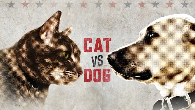 Cat vs Dog on Discovery Plus