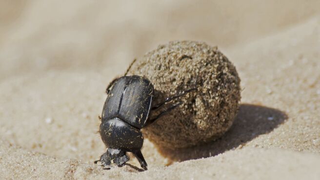 Africa season 1 episode 5 on Discovery Plus