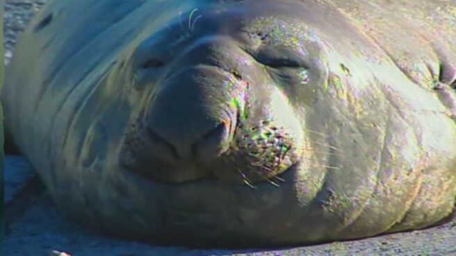 Epic Animal Encounters season 1 episode 2 on Discovery Plus