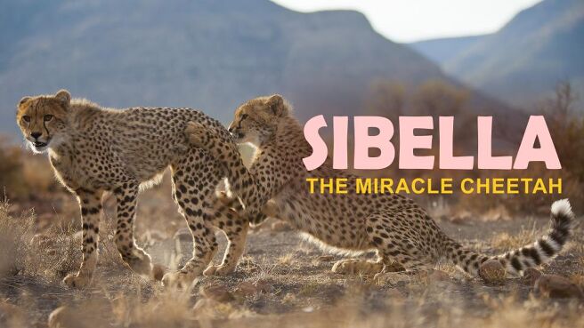 Sibella: The Miracle Cheetah on Discovery Plus