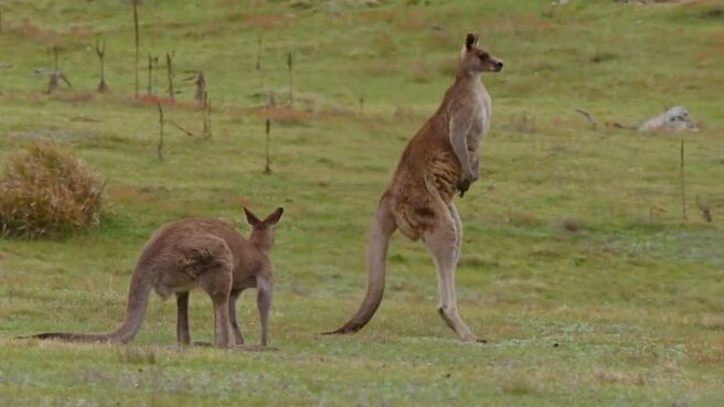 A Wild Year On Earth season 1 episode 5 on Discovery Plus