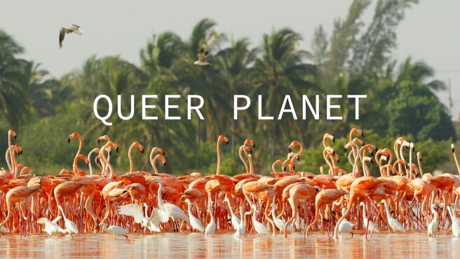 Queer Planet on Discovery Plus