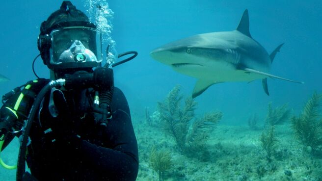 Bear vs Shark season 1 episode 1 on Discovery Plus