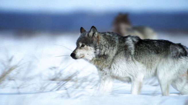 Frozen Planet season 2 episode 5 on Sony LIV